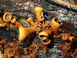Encoelia heteromera image