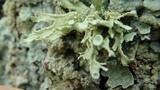 Ramalina americana image