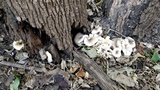 Lentinus tigrinus image