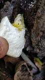 Lentinus tigrinus image