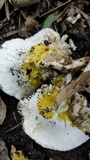 Lentinus tigrinus image