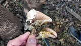 Lentinus tigrinus image