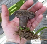Tylopilus griseocarneus image