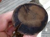 Tylopilus griseocarneus image