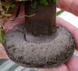 Tylopilus griseocarneus image