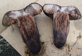 Tylopilus griseocarneus image