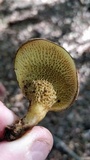 Boletinellus merulioides image