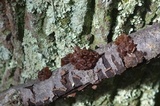 Exidia recisa image