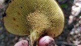 Boletinellus merulioides image