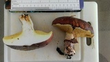 Suillus luteus image