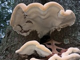 Ganoderma sessile image
