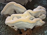Ganoderma sessile image