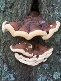 Ganoderma sessile image