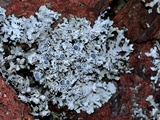 Physcia millegrana image
