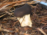 Helvella leucomelaena image