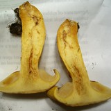 Phaeolepiota aurea image