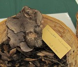 Sarcodon subincarnatus image