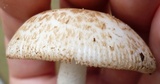 Amanita pseudovolvata image