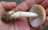 Amanita pseudovolvata image