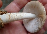 Amanita pseudovolvata image