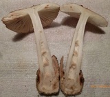 Amanita pseudovolvata image