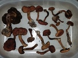 Boletellus pseudochrysenteroides image