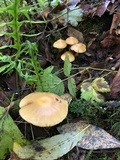 Kuehneromyces mutabilis image