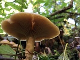 Kuehneromyces mutabilis image