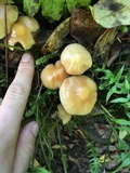 Kuehneromyces mutabilis image
