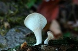 Hohenbuehelia angustata image