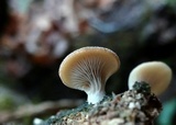 Hohenbuehelia angustata image