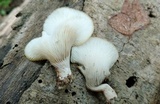 Hohenbuehelia angustata image