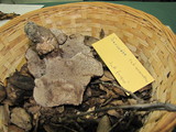 Sarcodon subincarnatus image
