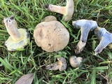 Caloboletus inedulis image