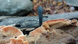 Merulius tremellosus image