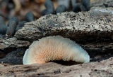 Merulius tremellosus image