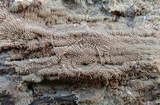 Merulius tremellosus image