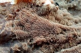 Merulius tremellosus image