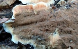 Merulius tremellosus image