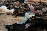 Merulius tremellosus image