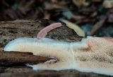 Merulius tremellosus image