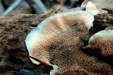 Merulius tremellosus image