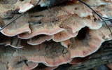 Merulius tremellosus image