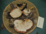 Polyporus gayanus image