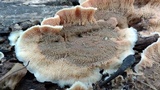 Merulius tremellosus image