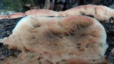 Merulius tremellosus image