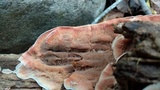 Merulius tremellosus image