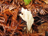 Clavulina rugosa image