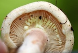 Lactarius vinaceorufescens image