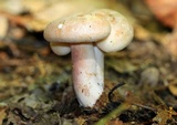 Lactarius vinaceorufescens image